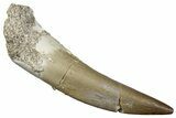 Fossil Plesiosaur (Zarafasaura) Tooth - Morocco #259150-1
